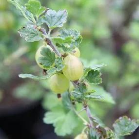 Hinnonmaki Yellow Gooseberry Plants (Ribes uva-crispa Hinnonmaki Yellow)